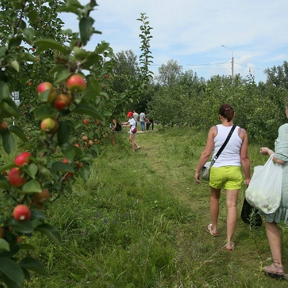 В яблочко! Красноярцы вышли на сбор урожая на острове Татышев - KP.RU