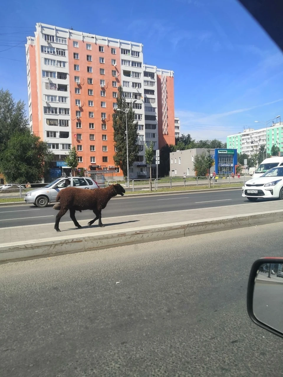 Баран на Московском шоссе сильно удивил самарцев - KP.RU