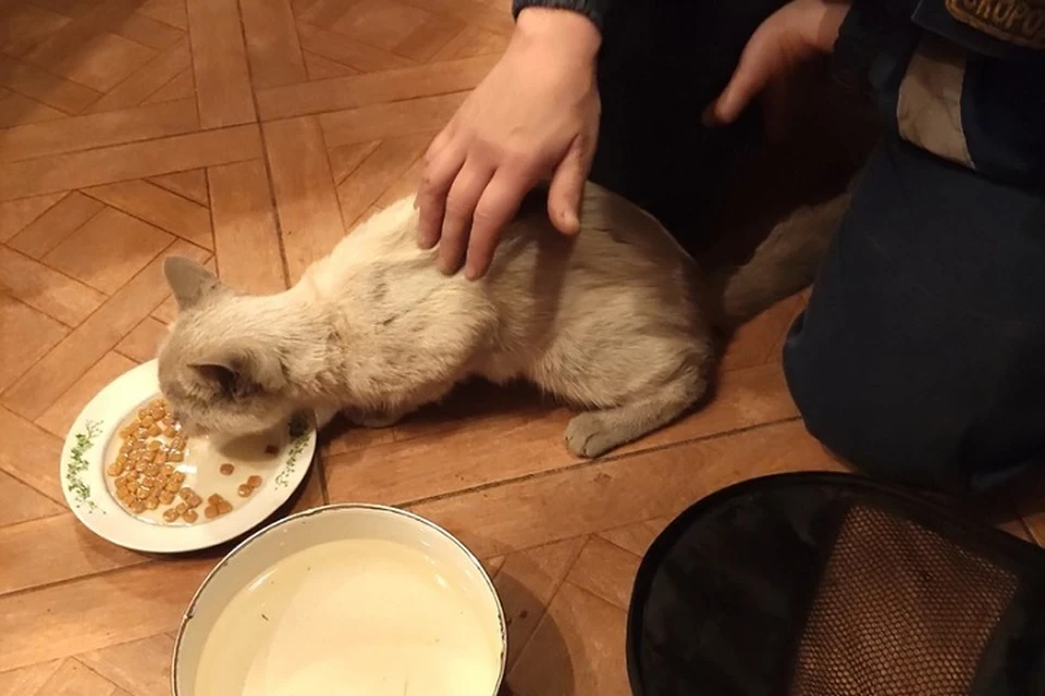 Кошка пять дней просидела в шахте без еды и воды. Фото: vk.com/koshkispas