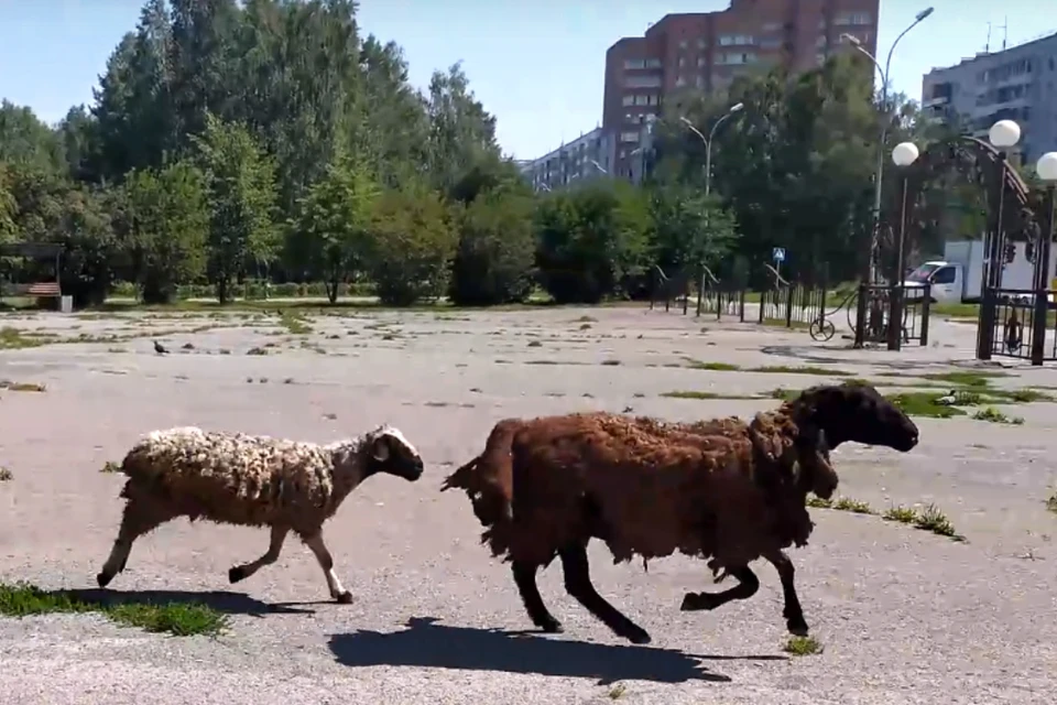 Бараны на Затулинке удивили местных жителей.Фото: предоставлено Гулей Миляевой