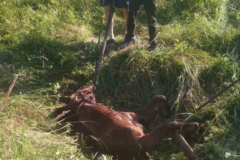 В Кормянском районе спасатели пришли на помощь лошади, которая упала в колодец. Фото: Гомельское областное управление МЧС Беларуси