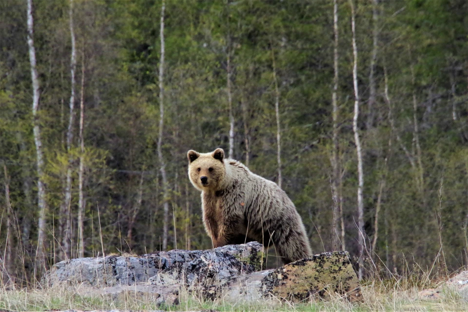 В области можно поохотиться на медведей и лосей. Фото: Кандалакшский заповедник