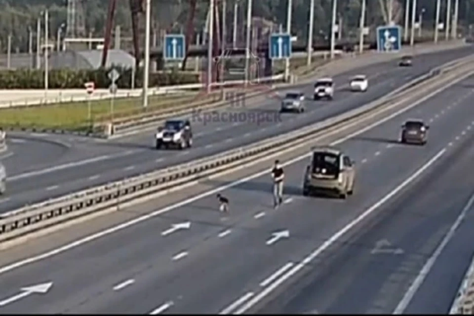 Водитель попытался поймать дворняжку Фото: ЧП-Красноярск