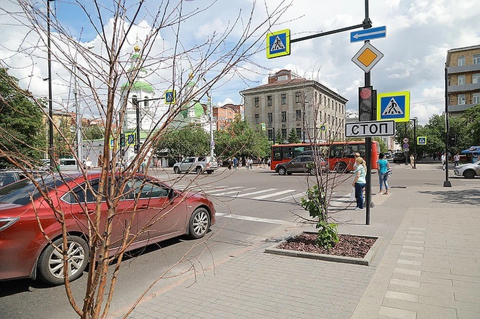 Где в Красноярске будут высаживать новые деревья