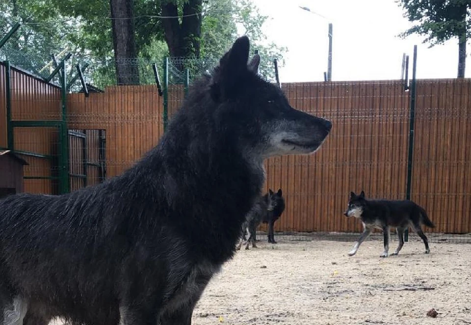 Волки из парка «Швейцарии» обрели новый дом в Балахне. Фото: администрация города Нижнего Новгорода