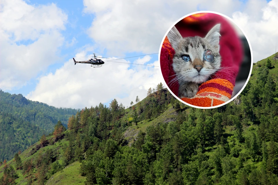 Слепых котят доставили на большую землю вертолетом.