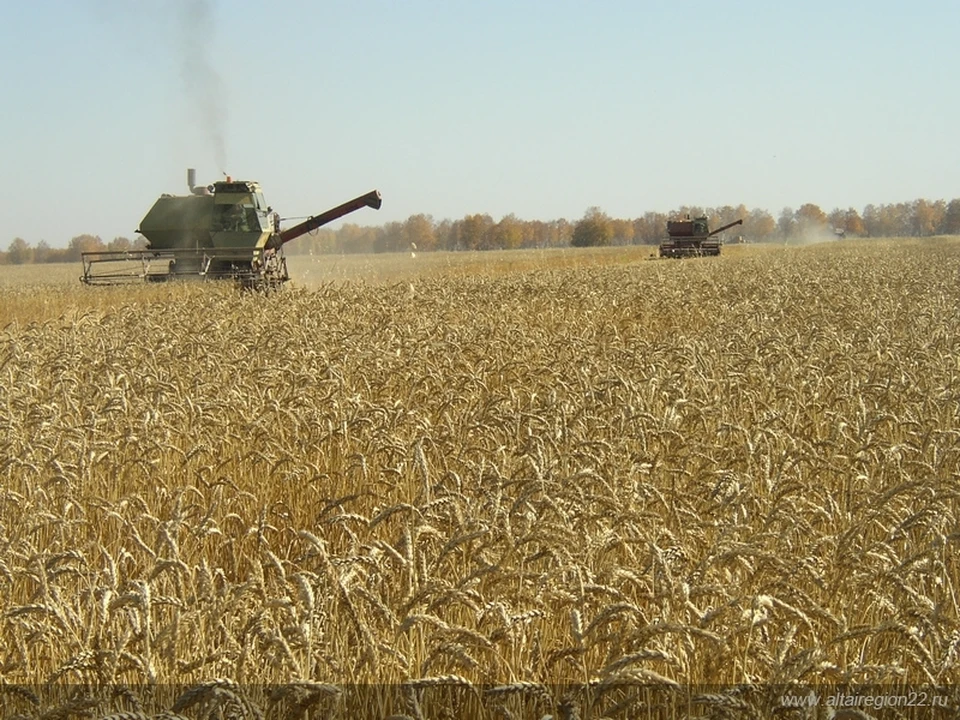 Из-за засухи уборка урожая на Алтае стартовала на две недели раньше срока. Фото предоставлено пресс-службой правительства Алтайского края.