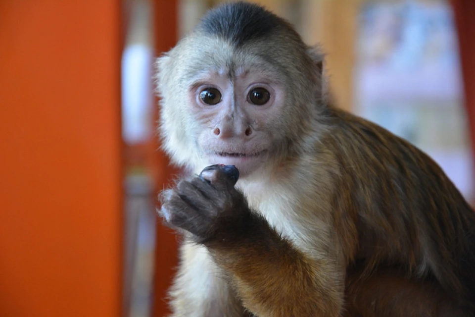 Все любят котиков: обезьяна Каппа от души расцеловала усатого в иркутском зоопарке. Фото: Сибирский зоопарк