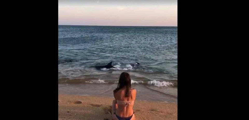 В Крыму дельфины подплыли близко к берегу и устроили для отдыхающих настоящее шоу. Фото: скриншот видео Юлия Мазур / Instagram