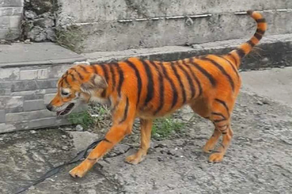 В Малайзии заметили бездомную собаку с окраской «под тигра». Фото: Facebook/animalmalaysia