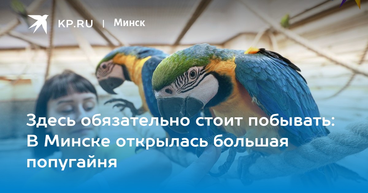 Гродно попугайня. Попугайня мир попугаев просп. Строителей, 5, корп. 1, Кудрово фото.