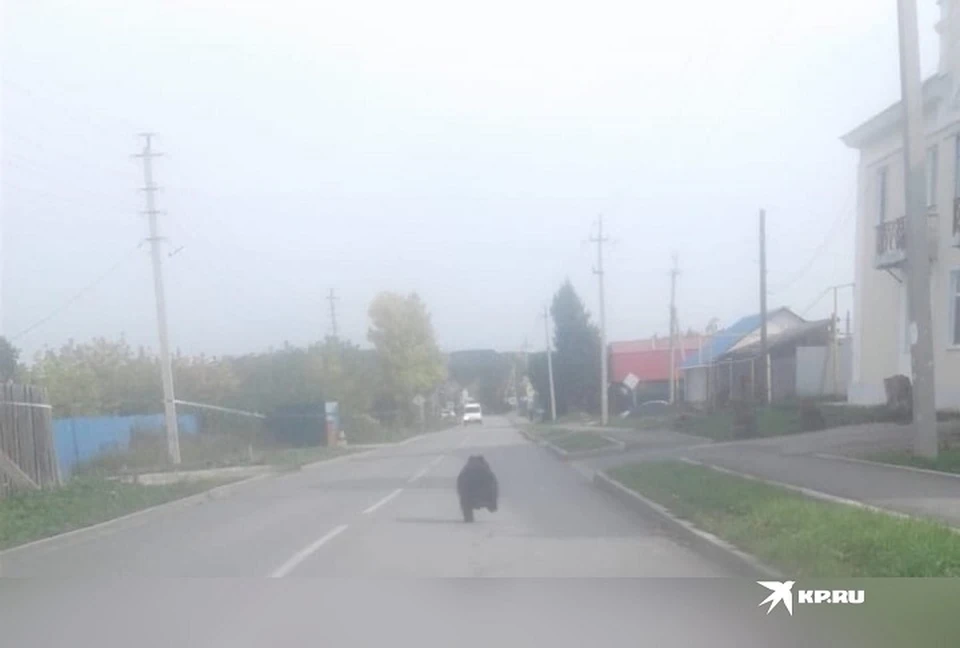 Фото: читатель "КП"