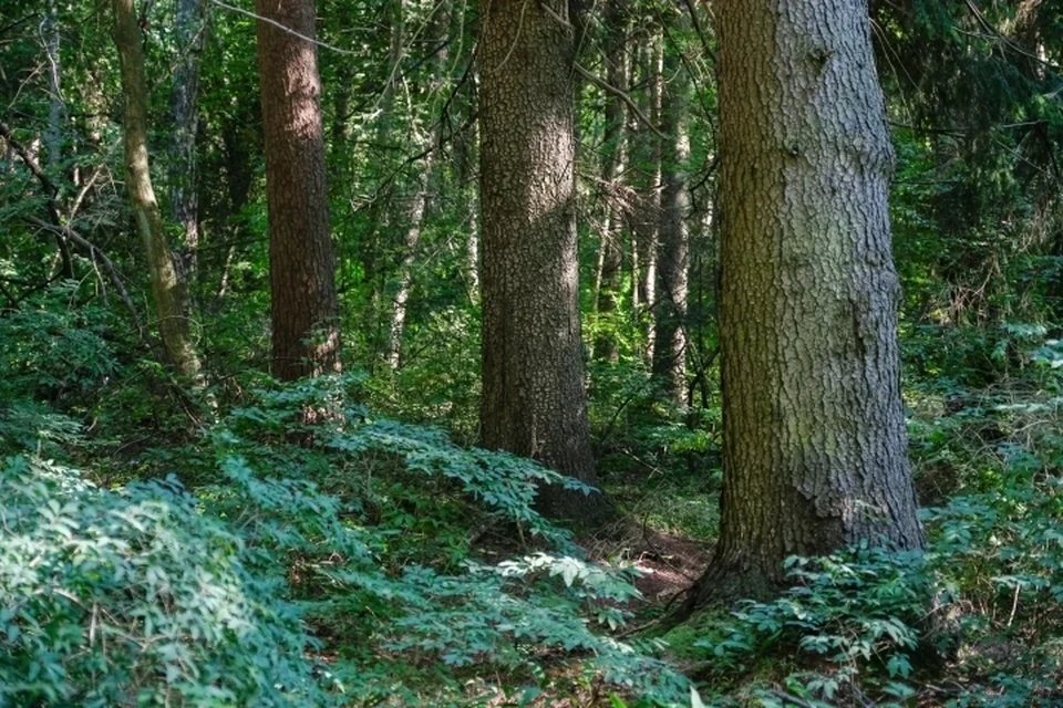 Труп мужчины, застрявшего в лесу под упавшим деревом, нашли под Гатчиной.