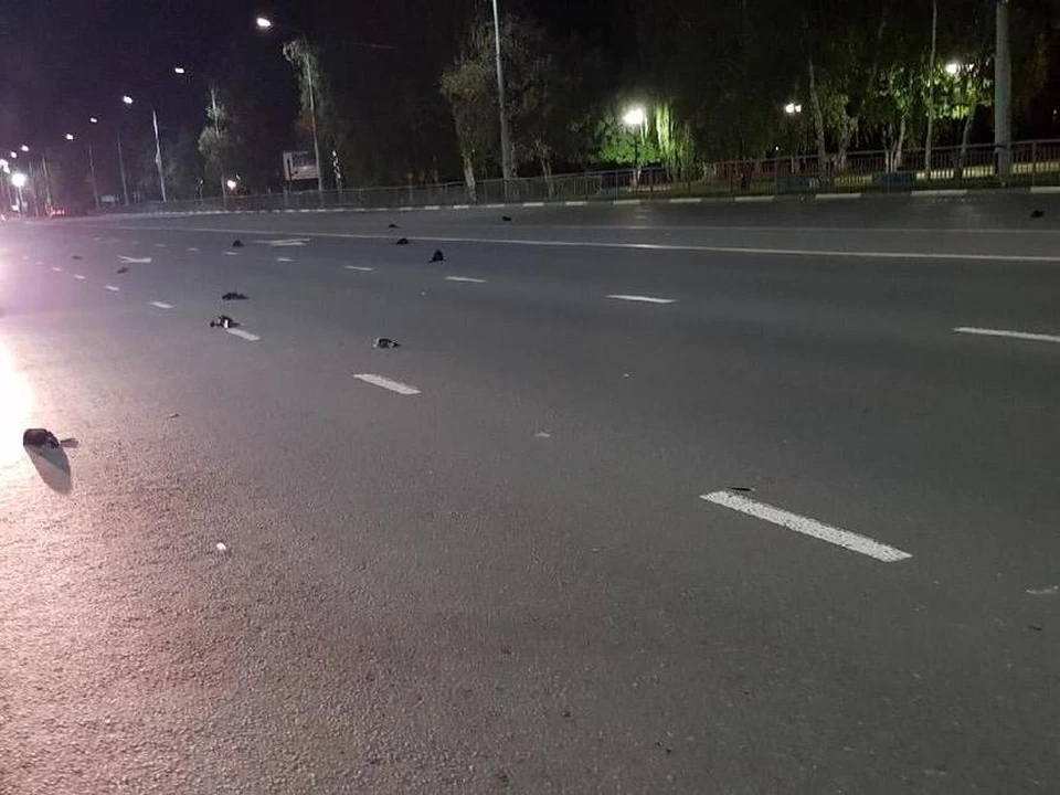 В Балакове массово погибли птицы. Фото из соцсети