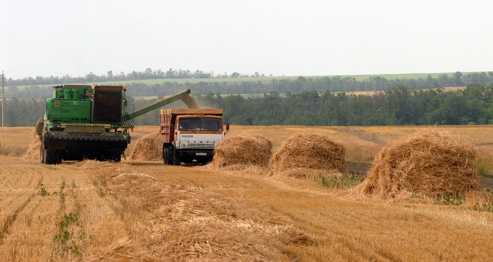 Россия значительно расширила свое присутствие на рынке пшеницы и стремится установить свое лидерство в данной сфере