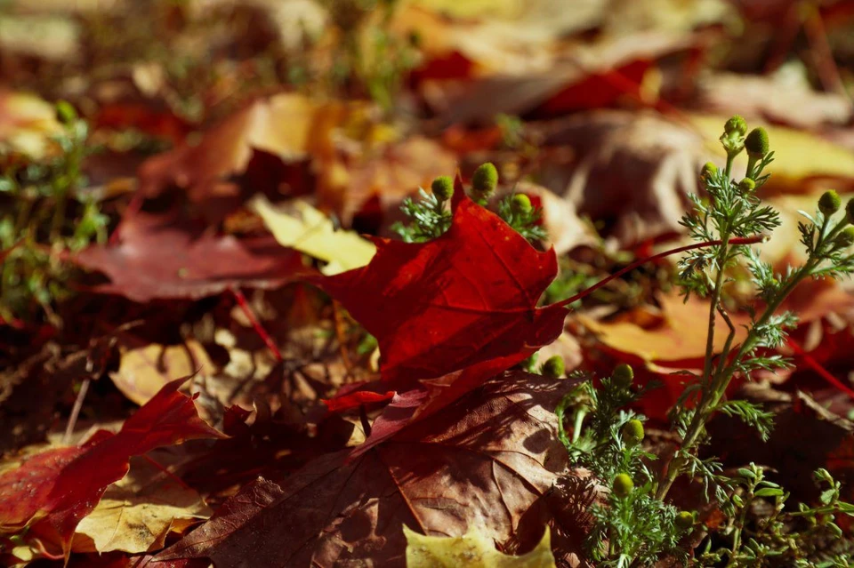 Осени посвящали свои стихотворения многие гениальные поэты