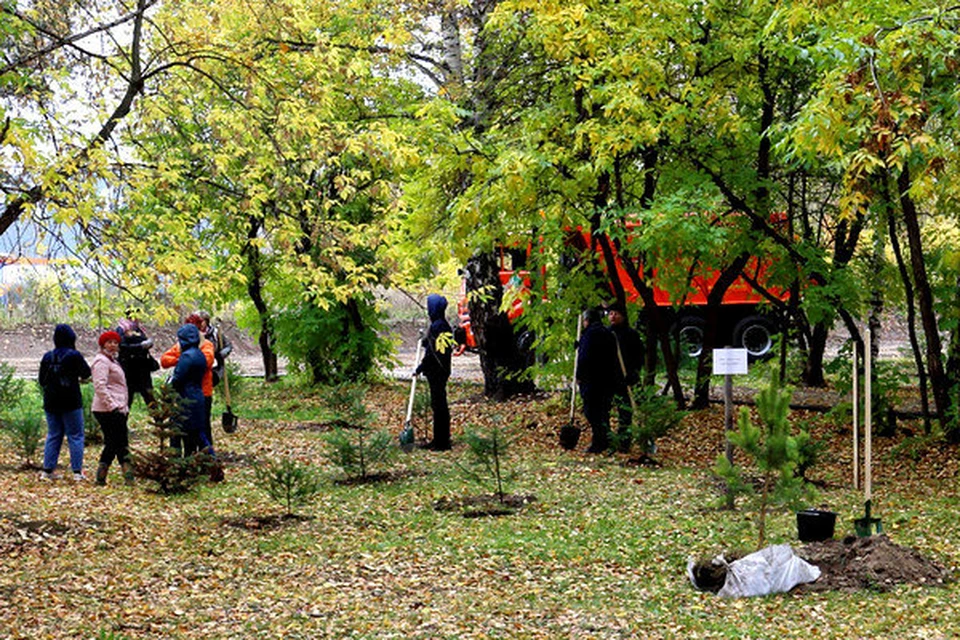 6 тысяч саженцев деревьев и кустов за один день прибавилось на улицах Томска