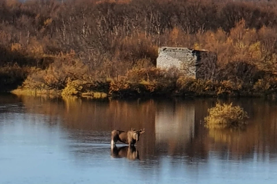 Лось застрял в реке Титовка. Фото: Катерина Сычева