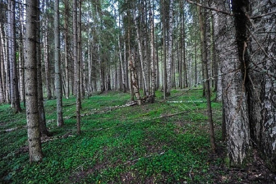 Эксперты рассказали, кто и зачем создает первые частные леса России.
