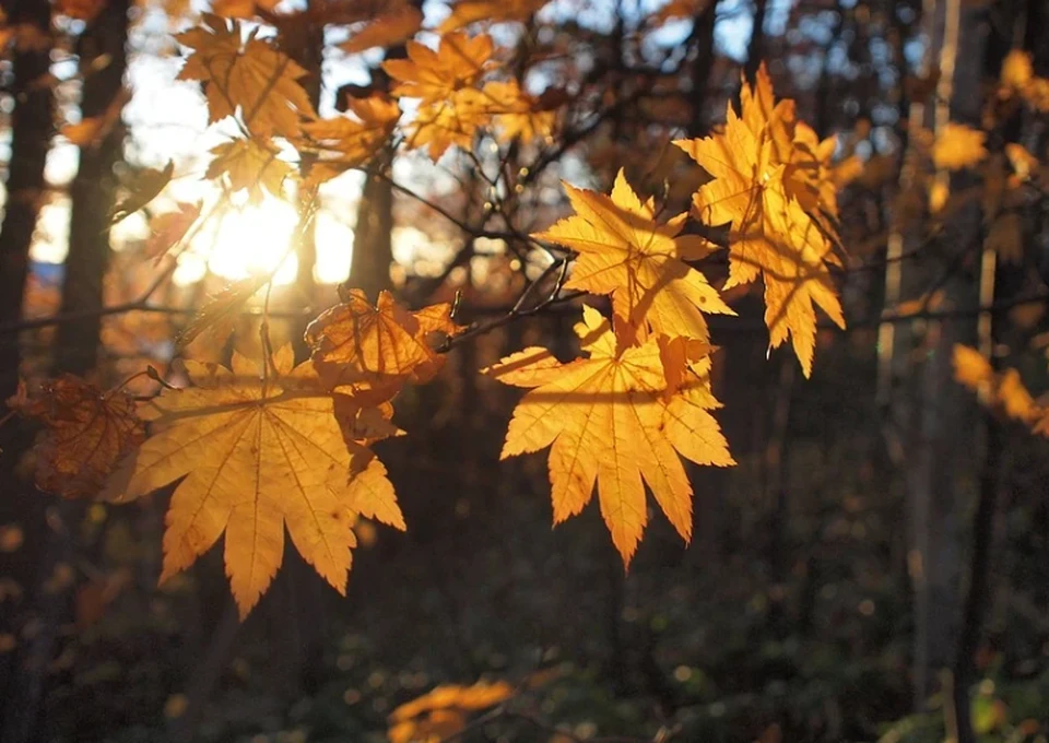Фото: pixabay.com