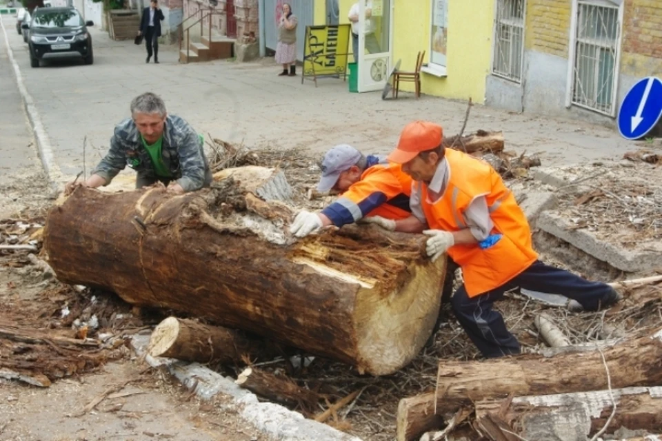 32 дерева вырубят в рудничном районе Кемерова