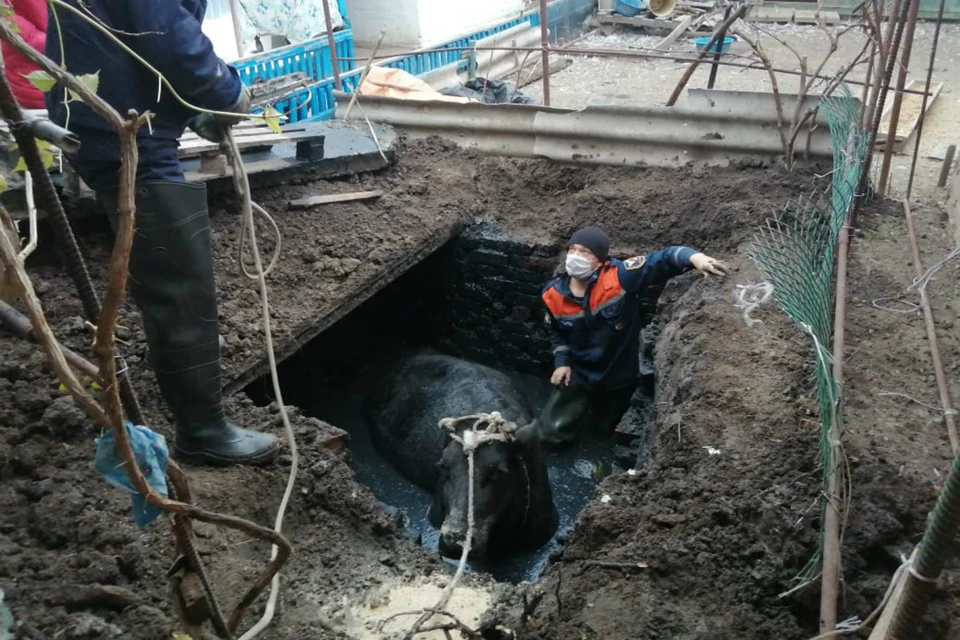 В Ростовской области спасатели достали корову из выгребной ямы