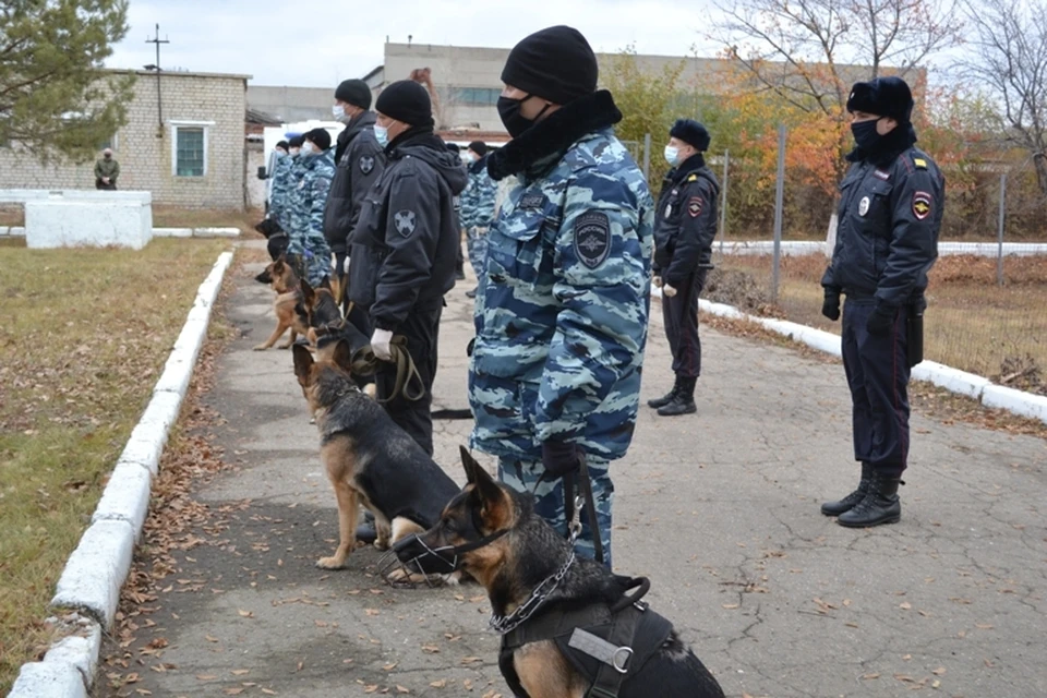 Саратовские кинологи показали мастерство своих подопечных