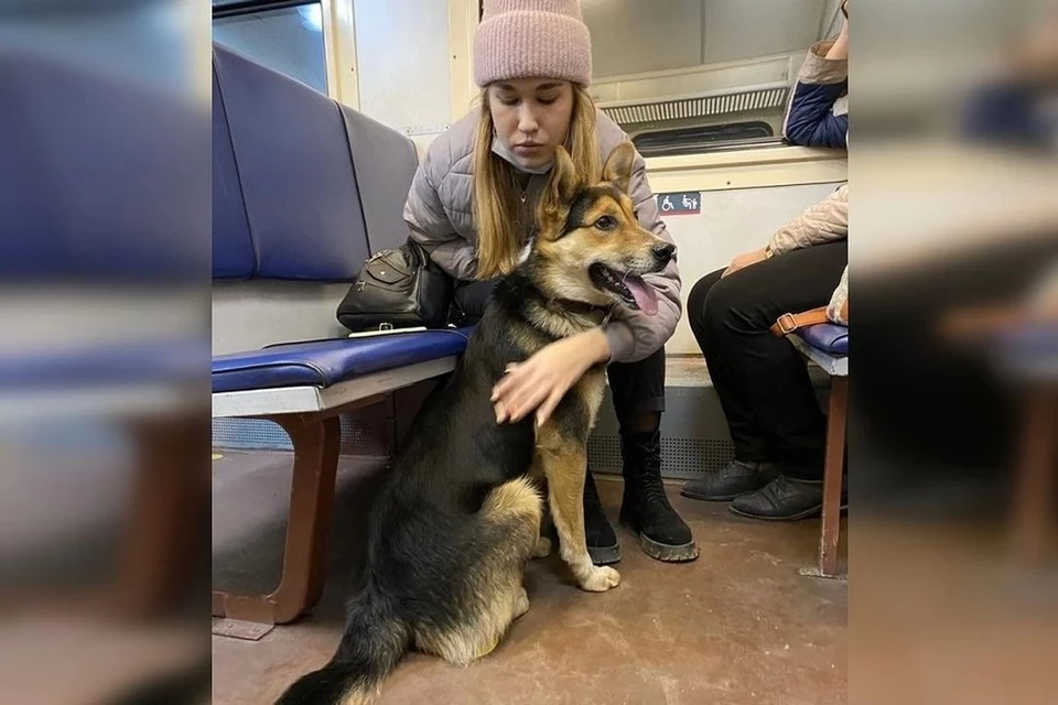 Волонтеры нашли Дружку новый дом. Фото: zooactiv_help