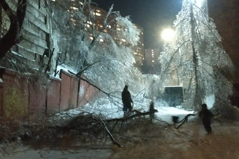 Жители Владивостока могут самостоятельно убирать деревья, представляющие опасность жизни и здоровью. Фото: Константин Михайлов