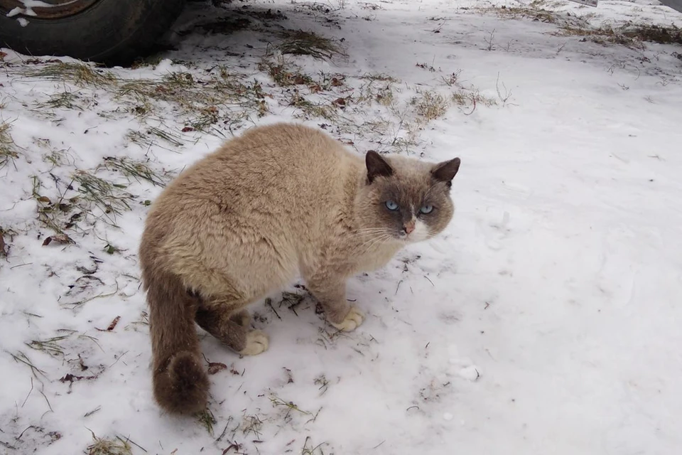 Потерявшийся в Енисейске кот вернулся домой спустя два года. Фото: Ирина СИБГАТУЛИНА