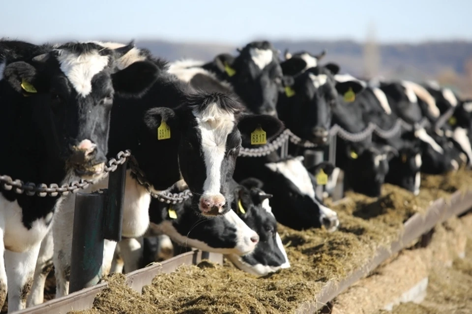 Туберкулезом заразились коровы в деревне под Омском.