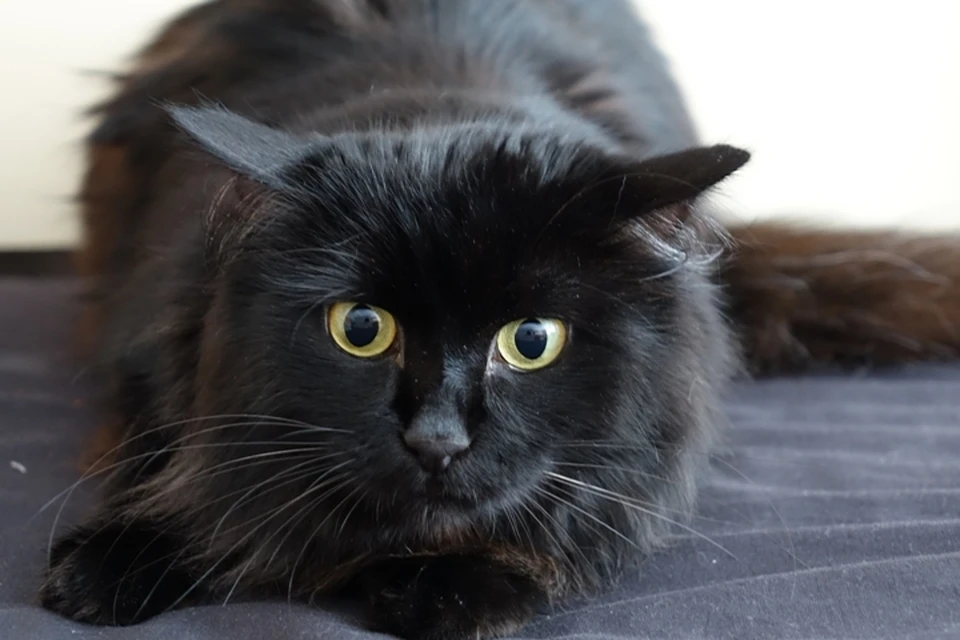 Чихающая кошка напугала жительницу Кузбасса