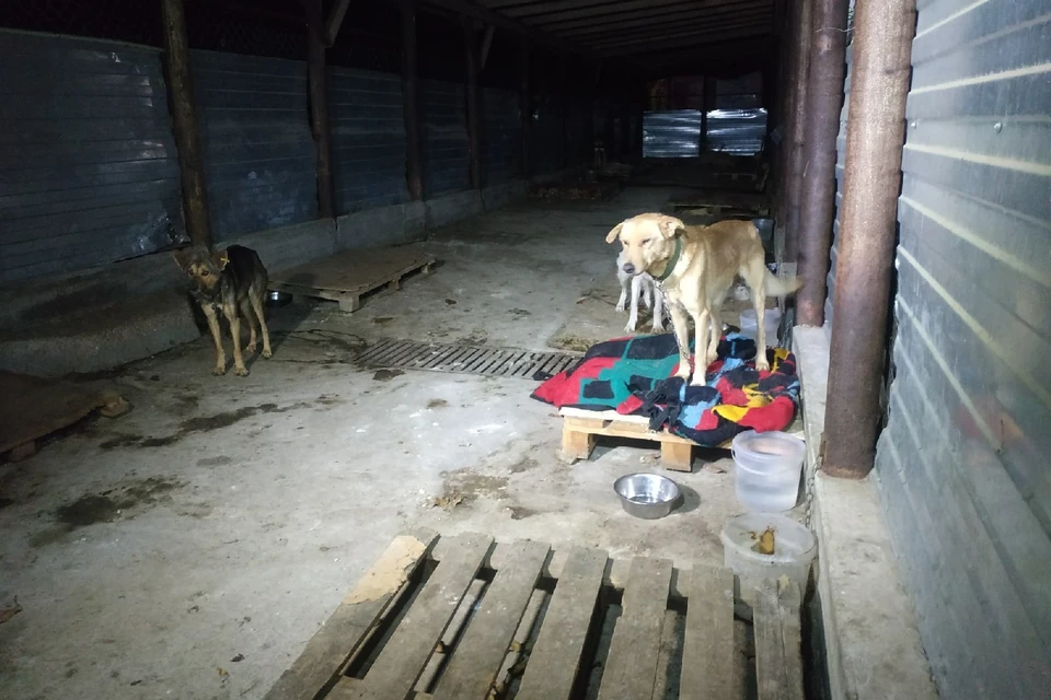 В приюте есть отдельный вольер для собак, которые могут проявить агрессию. Их посадили на цепь. И, судя по внешнему виду, практически не кормят.