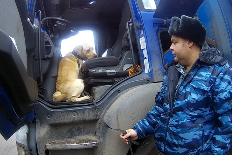 В смоленской колонии служебная собака помогла найти наркотики. Фото: пресс-служба УФСИН России по Смоленской области.