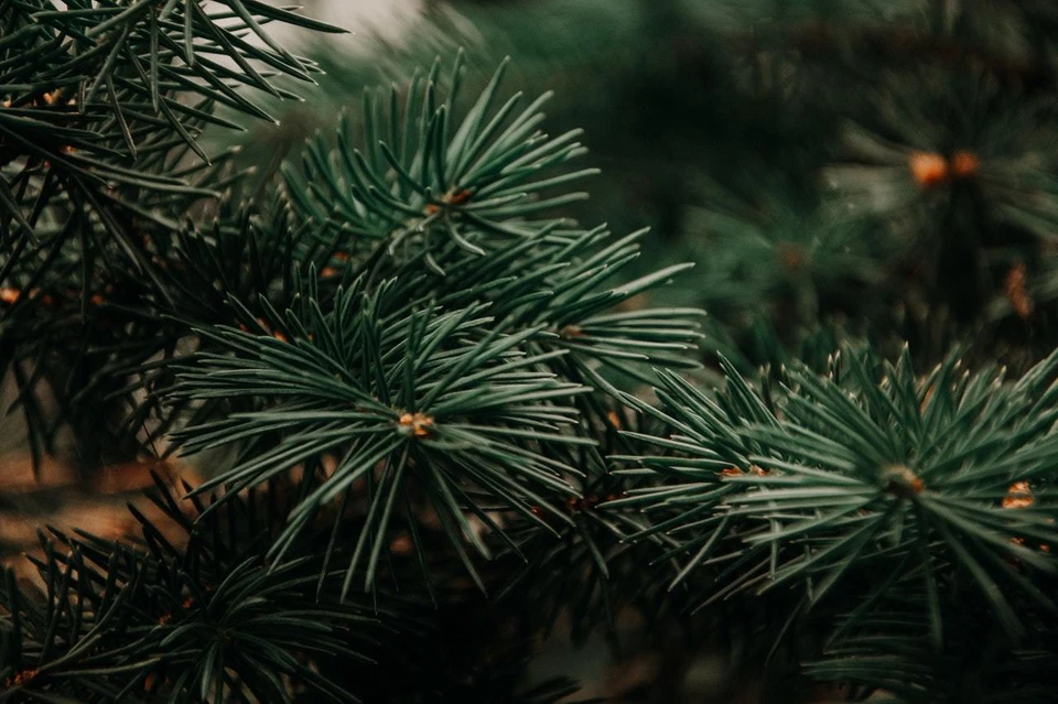 Фото: pexels.com