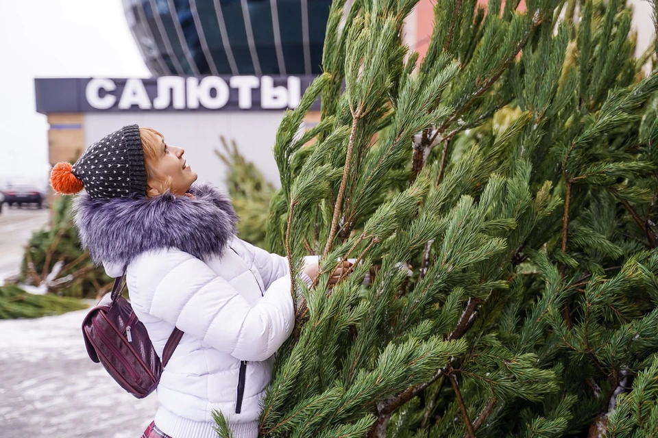 Новогодние красавицы после праздников получат "вторую жизнь"
