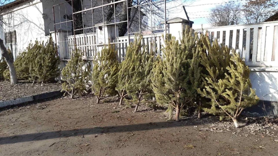 Хвойные деревья полностью уберут с улиц крымской столицы уже 4 января. Фото: Андрей Черниченко / ВК