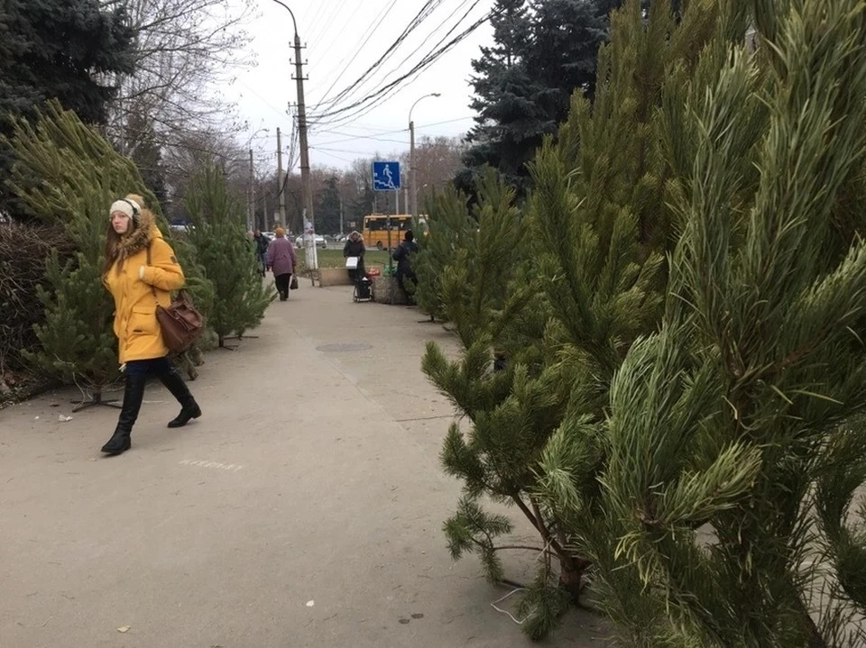 Стало известно, где в Симферополе принимают елки на переработку.