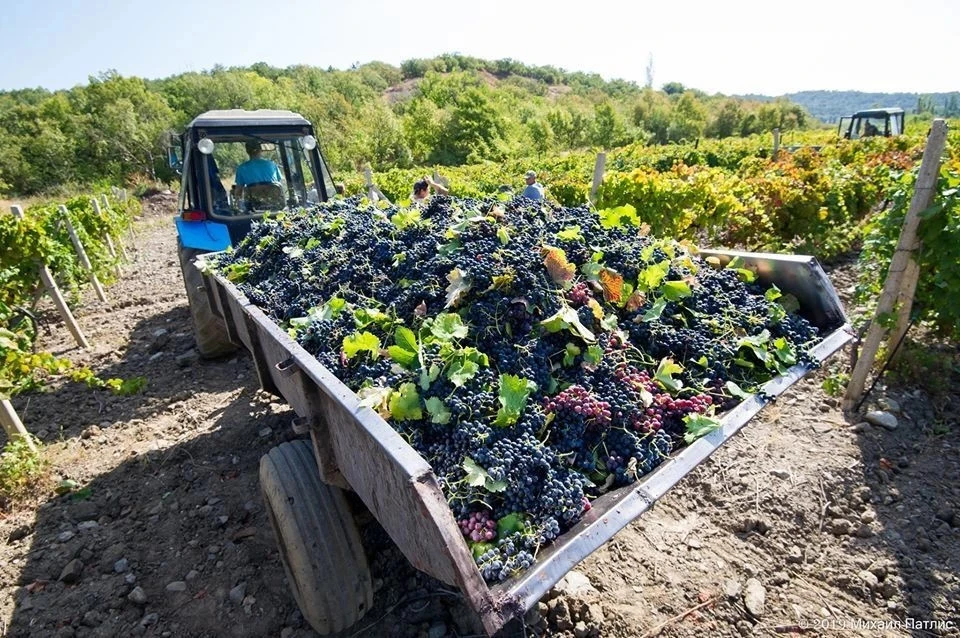 Урожай винограда не совпадает с объемами вина. Фото: Архив КП