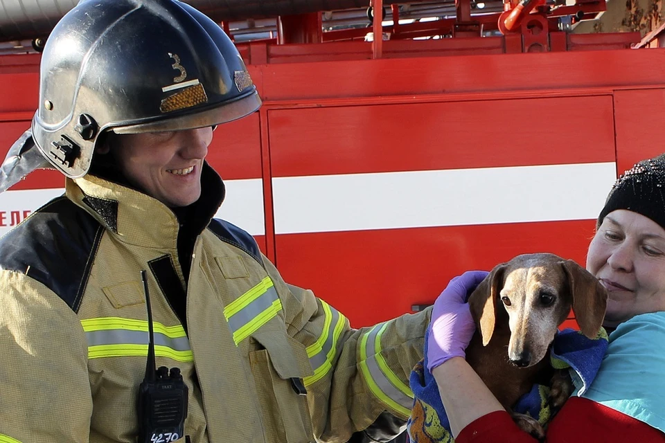 Нос к носу с ротвейлером: спасатели Иркутска рассказали, как выносили из огня собак во время пожара в питомнике К-9