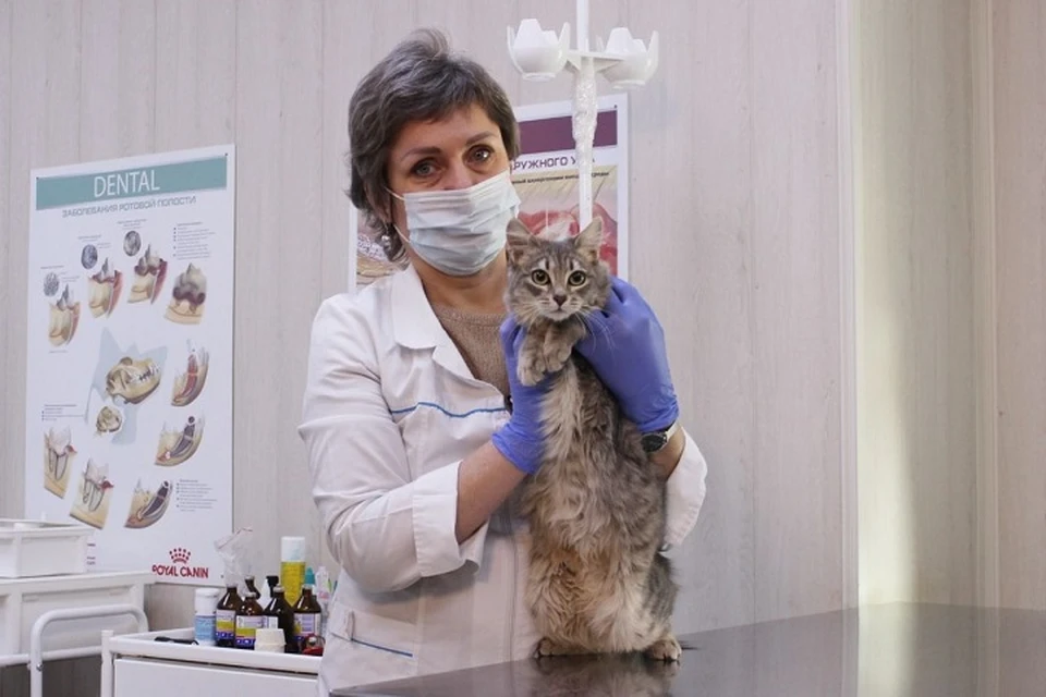 В последний четверг месяца владельцы животных могут провести стерилизацию питомцев со скидкой. Фото: правительство Ростовской области