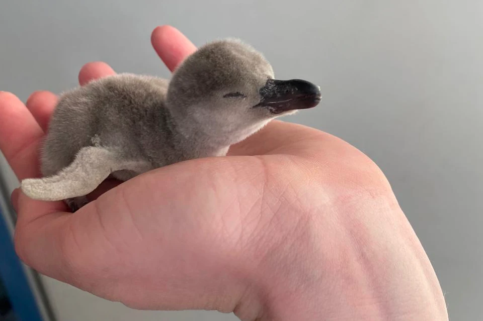 При рождении пингвинята весят 70-80 граммов. Фото: пресс-служба Приморского океанариума