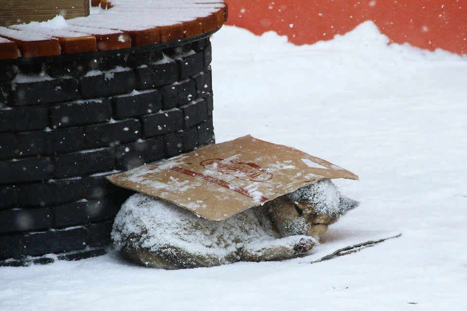Холодными российскими зимами бездомные животные особенно нуждаются в помощи людей