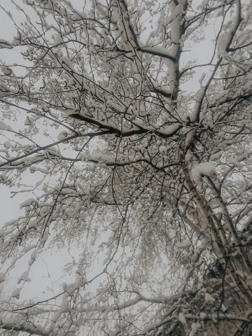 Погода на Ямале на 7 февраля: снег и порывистый ветер - KP.RU