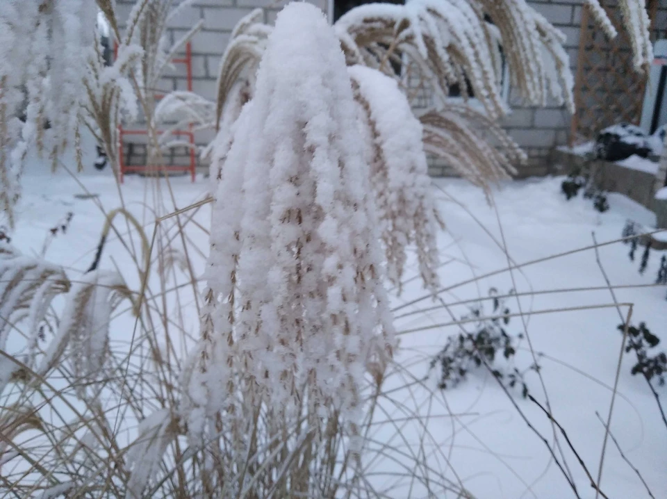 11 февраля белгородцам обещают и днем и ночью снег, снег, снег.