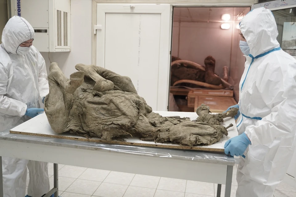 Ученые исследуют останки древних животных. Фото: Нина СЛЕПЦОВА/www.s-vfu.ru
