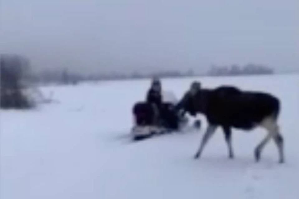 Молодой лось устроил гонку со снегоходами в Ленобласти