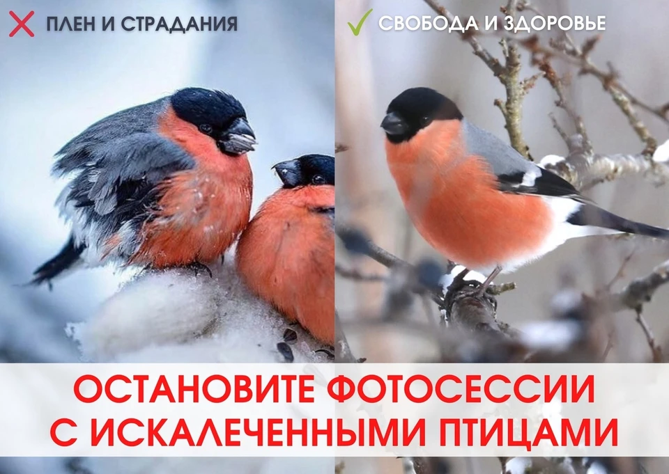 Фото состраницы сообщества Центр охраны животных "Наша природа" в соцсети "Вконтакте"