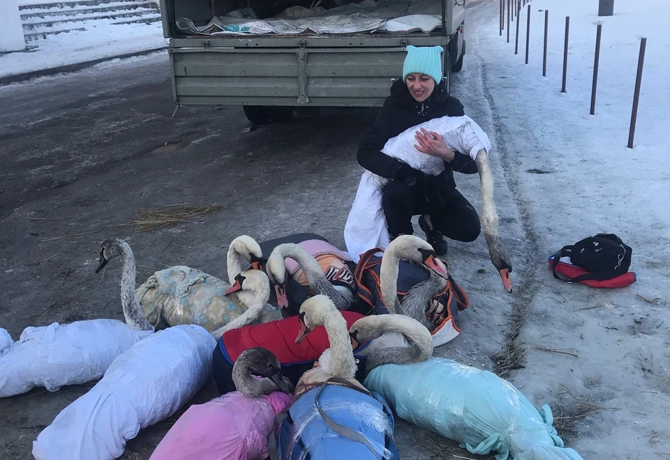 Спасенные лебеди в Балтийске