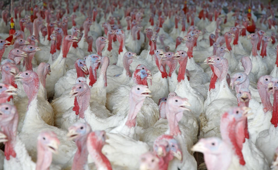 Подтвержден первый случай заражения человека штаммом птичьего гриппа H5N8